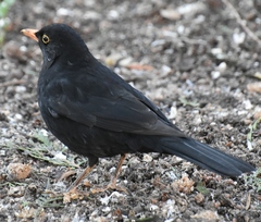 Turdus merula