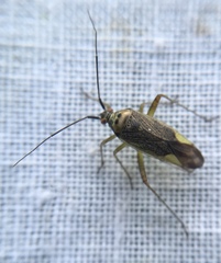 Closterotomus trivialis