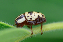 Cryptocephalus leucomelas