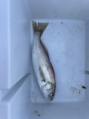 Genyonemus lineatus