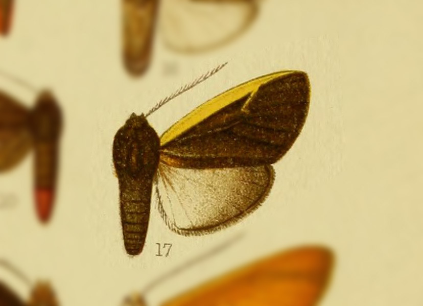 Elysius lavinia