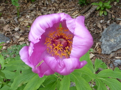 Paeonia officinalis
