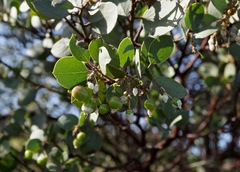 Arctostaphylos manzanita roofii