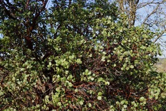 Arctostaphylos manzanita roofii