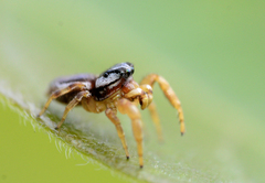 Pelegrina pervaga