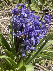 Xylocopa virginica