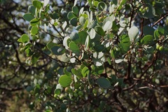Arctostaphylos manzanita roofii