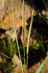 Anthephora pubescens