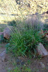 Anthephora pubescens