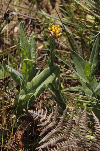 Image of Helichrysum cephaloideum by (c) Tony Rebelo, some rights reserved (CC BY-SA)