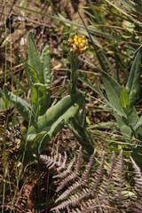 Helichrysum cephaloideum image