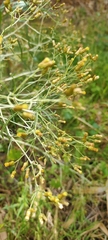 Phagnalon umbelliforme image