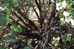 Arctostaphylos manzanita roofii