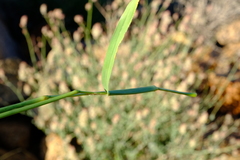 Anthephora pubescens