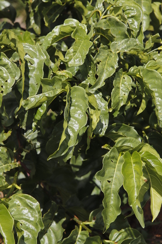 Vangueria apiculata image