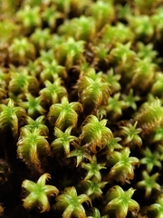 Zygodon pentastichus