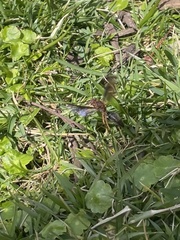 Polistes metricus