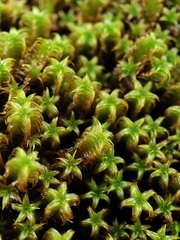 Zygodon pentastichus