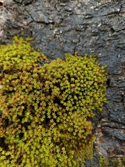 Zygodon pentastichus