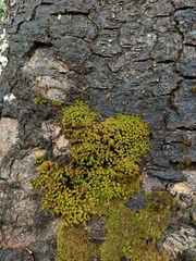 Zygodon pentastichus