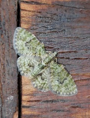 Chloroclystis muscosa