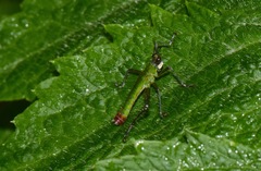 Eumastacini
