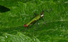 Eumastacini