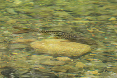 Hampala macrolepidota