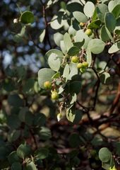 Arctostaphylos manzanita roofii