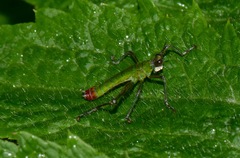 Eumastacini