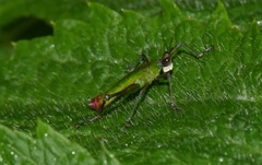 Eumastacini