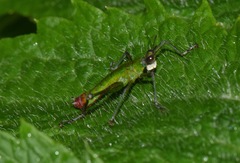 Eumastacini