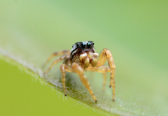 Pelegrina pervaga