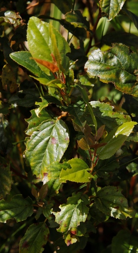 Image of Itea rhamnoides by (c) Tony Rebelo, some rights reserved (CC BY-SA)