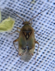 Pinalitus cervinus