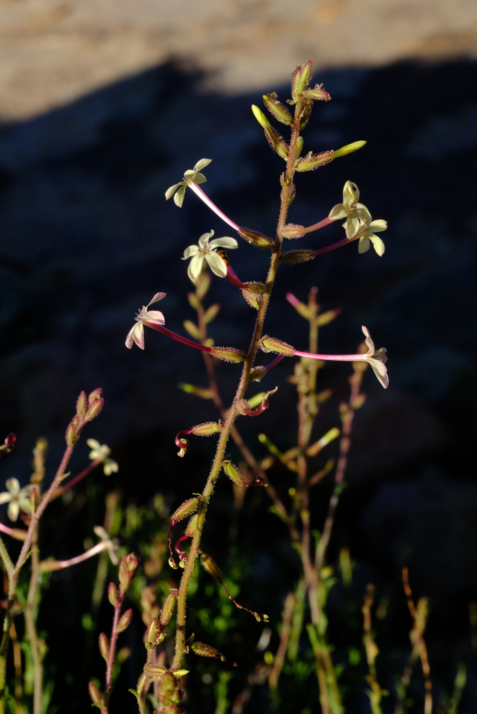 Namib Plumbago