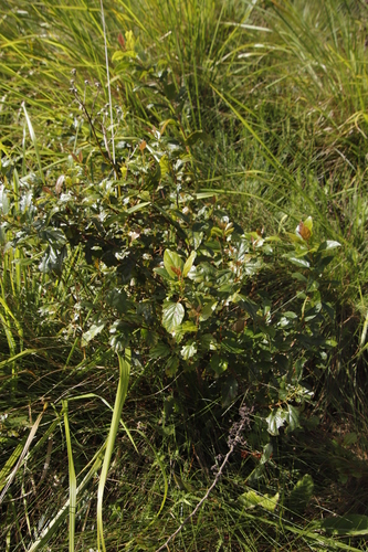 Image of Itea rhamnoides by (c) Tony Rebelo, some rights reserved (CC BY-SA)