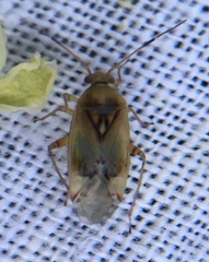 Pinalitus cervinus