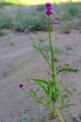 Hermbstaedtia fleckii