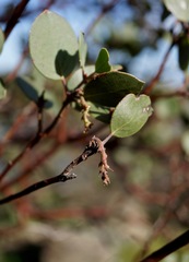 Arctostaphylos manzanita roofii