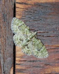 Chloroclystis muscosa