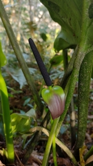 Anthurium nakamurae