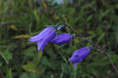 Campanula collina