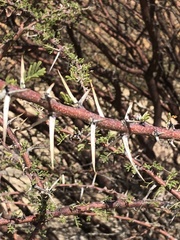 Vachellia reficiens reficiens