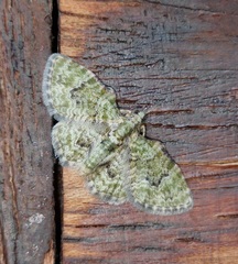 Chloroclystis muscosa