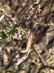 Vachellia reficiens reficiens