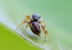 Pelegrina pervaga