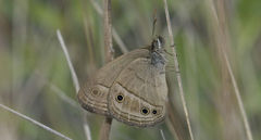 Stegosatyrus periphas