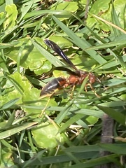 Polistes metricus