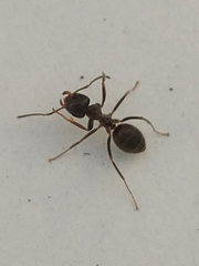 Lasius grandis